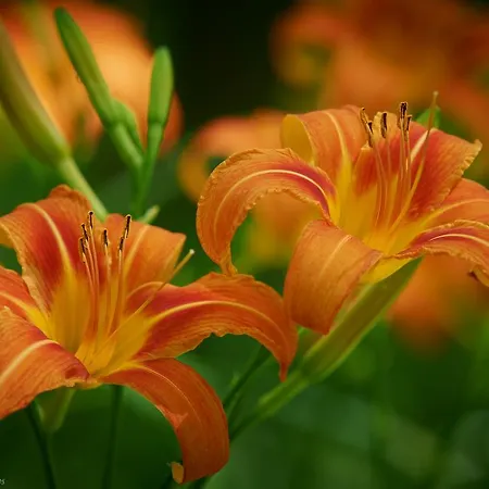 公寓 方达芬妮特公寓 *